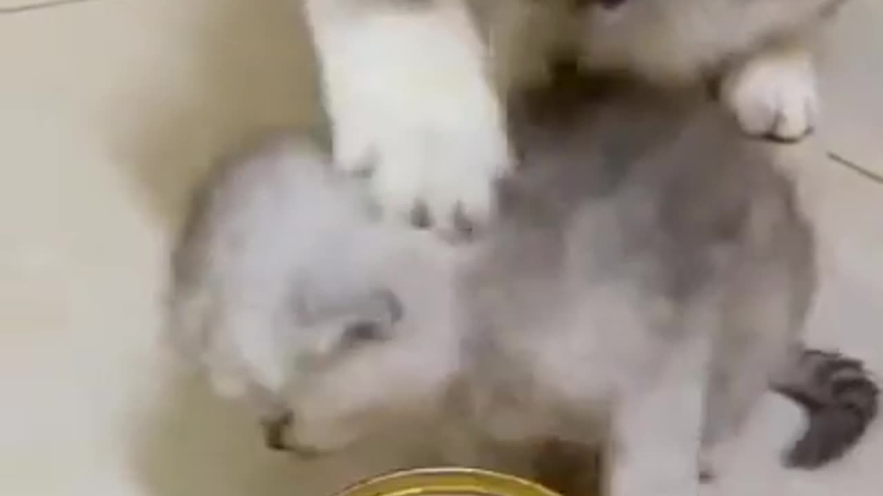 Video tik-tok kucing lucu terbaru 2023: Kumpulan Kucing Lucu dan Gemesin