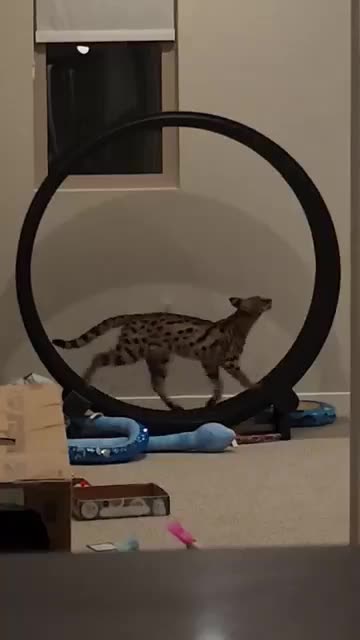 Get a cat wheel so your cat will exercise 🥰🥰🥰 jeffery-singam