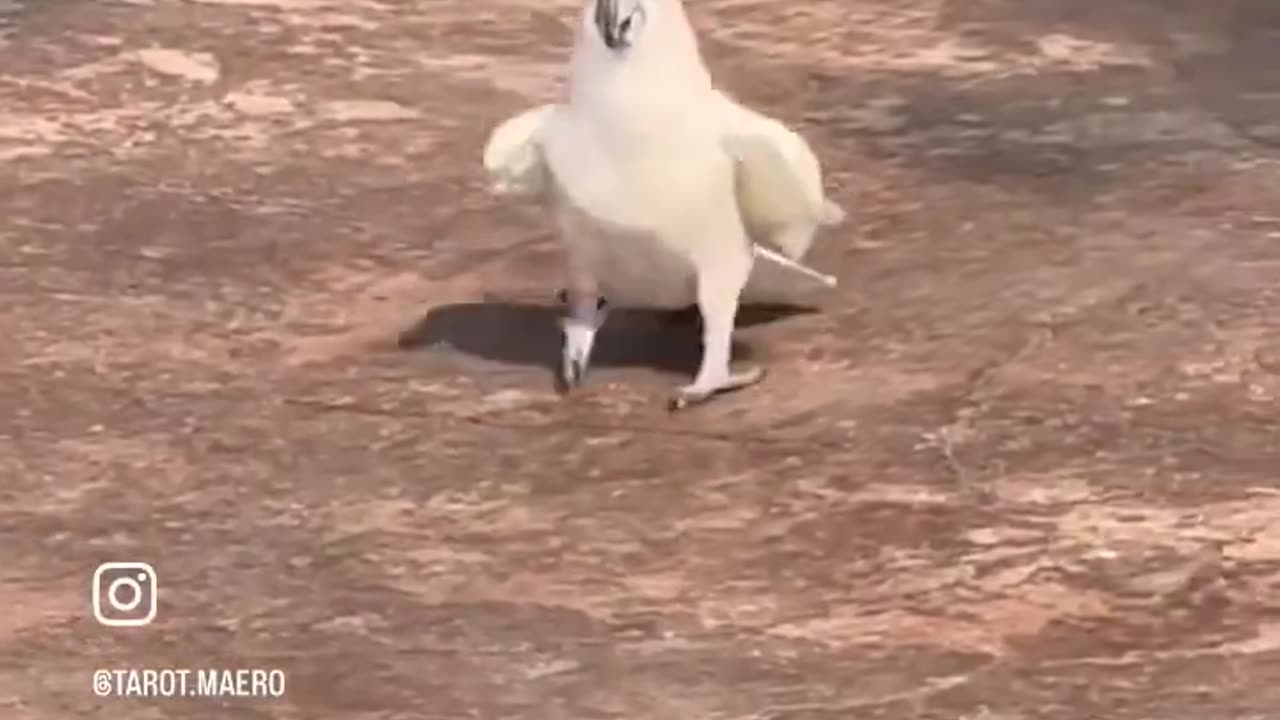 People, birds, let's dance together๐
๐
๐