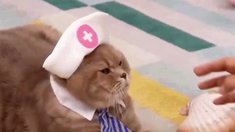 Cute Cat Gif