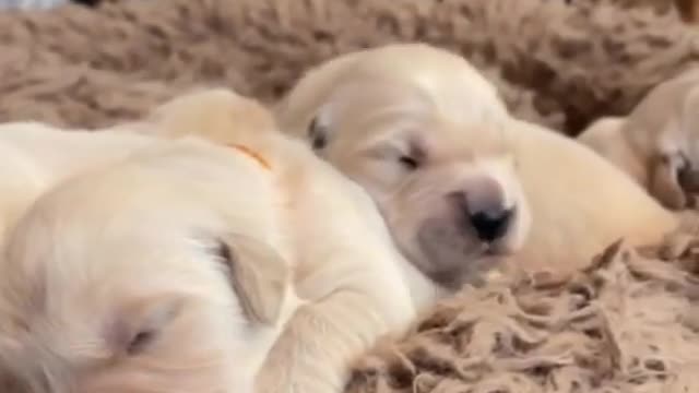 Nothing cuter than sleeping puppies! Golden Retrievers viral video @cutest_golden #rumble #puppy