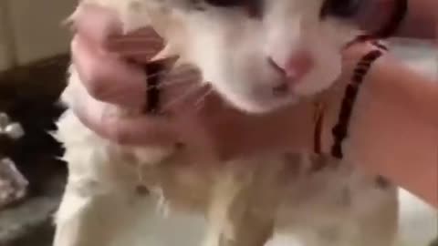 funny cats' videos