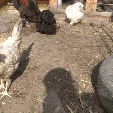 Chickens in the morning on a sunny day.