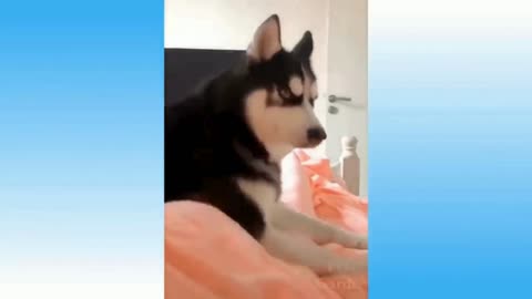 Hilarious Pet Antics😂👍