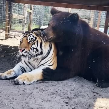 Bear And Tiger Best Friends 🤩😍