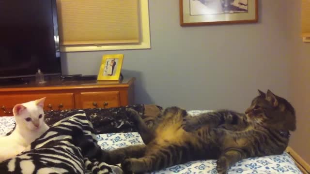 👾​👽​👻​ jump, jump cute kitty