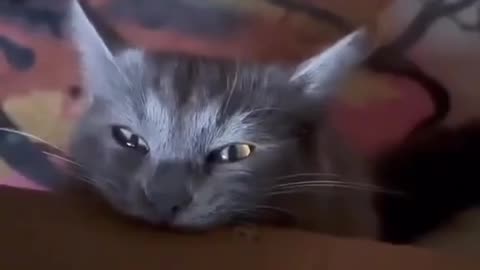 cats live their lives to the fullest
