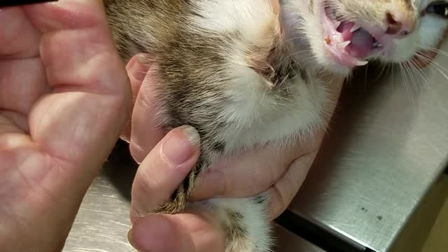 Vet Removes Huge Fly Larva from Kitten