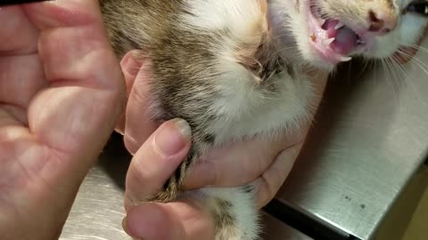 Vet Removes Huge Fly Larva from Kitten