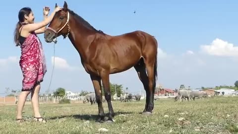 Beautiful smart girl Care horse basic in village