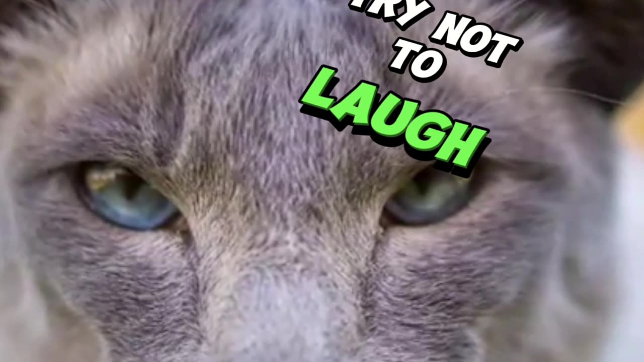 Cat chat - Just check it out! Try not to Laugh.