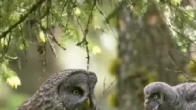 Mother Owl brought a little mouse for her baby to eat. Mom is so great. ,