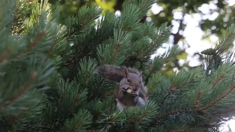 Animals-Squirrel