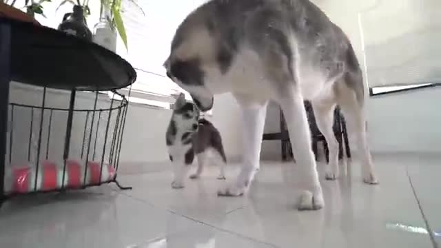 Gohan Meets His Puppy Son For The First Time!