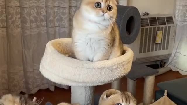 Three cute kittens accompany the master crazy