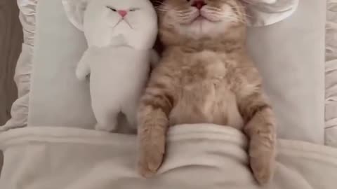 So cute cat