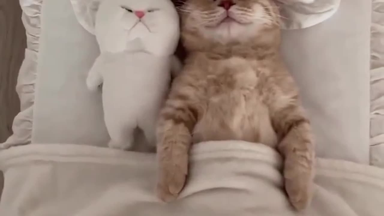 So cute cat