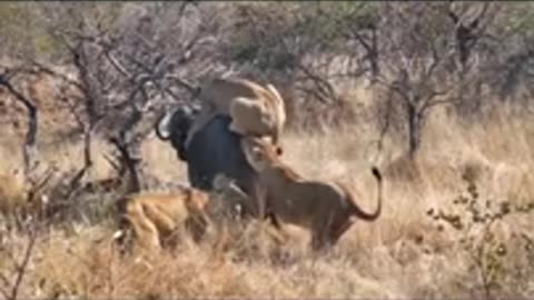 Massive buffalo calls for help and her friend arrived on the scene