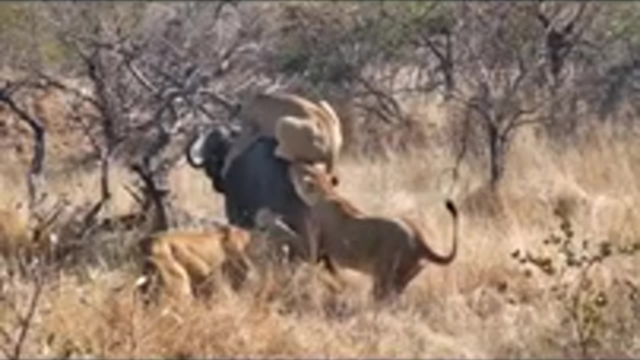 Massive buffalo calls for help and her friend arrived on the scene