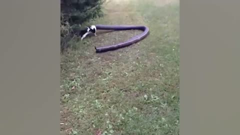 Funny Animals accidents ...for fun