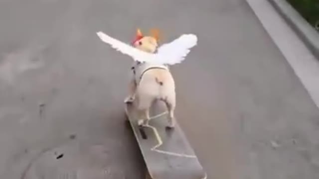 This dog has incredible potential