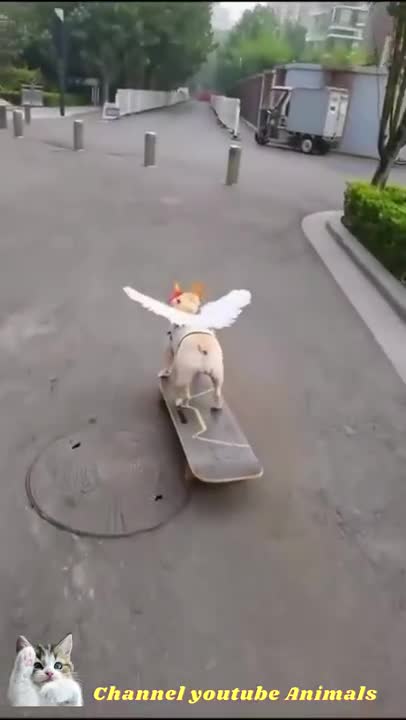 This dog has incredible potential