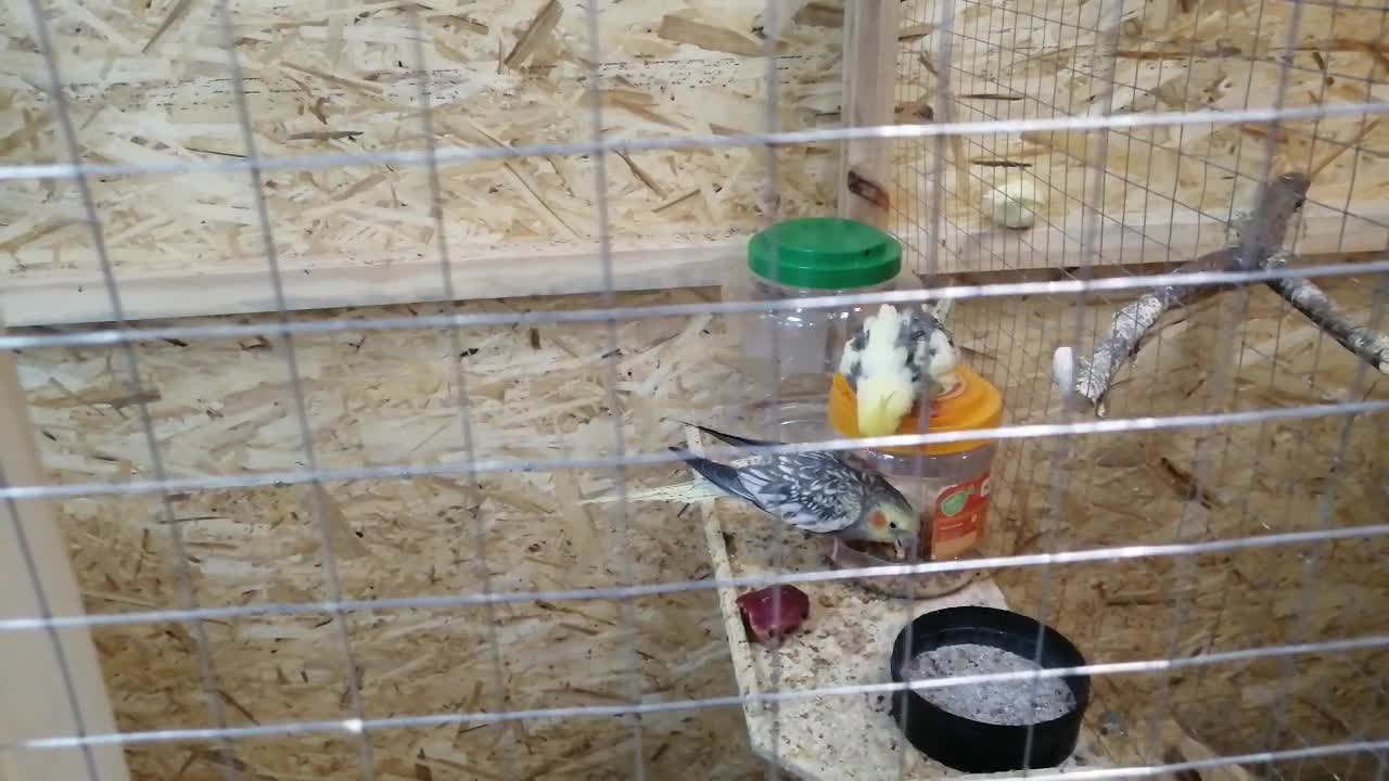 Beautiful parrots of Corella eat together.