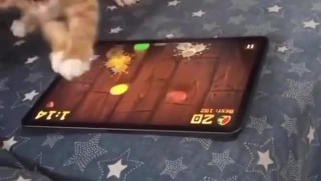 Cat is getting after it 😤 (meow.emporiumIG) #fruitninja #catsoftiktok #catgames