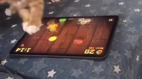 Cat is getting after it 😤 (meow.emporiumIG) #fruitninja #catsoftiktok #catgames