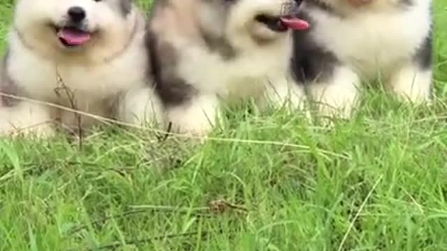 Cute and adorable Alaskan Malamute pets run and play 😍 cute Puppies