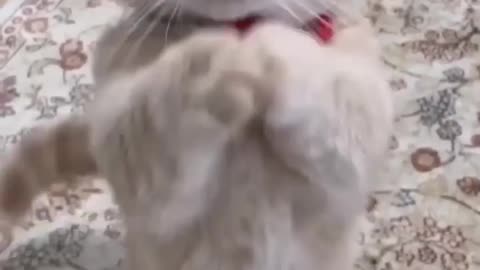 cute kitten _cutecat(720P_HD)