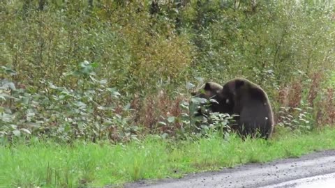 Epic grizzly bear fight!