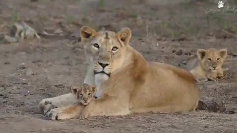 Wildlife in closer view with a natural perspective.