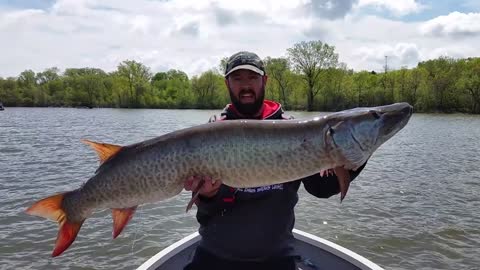 Giant River Musky