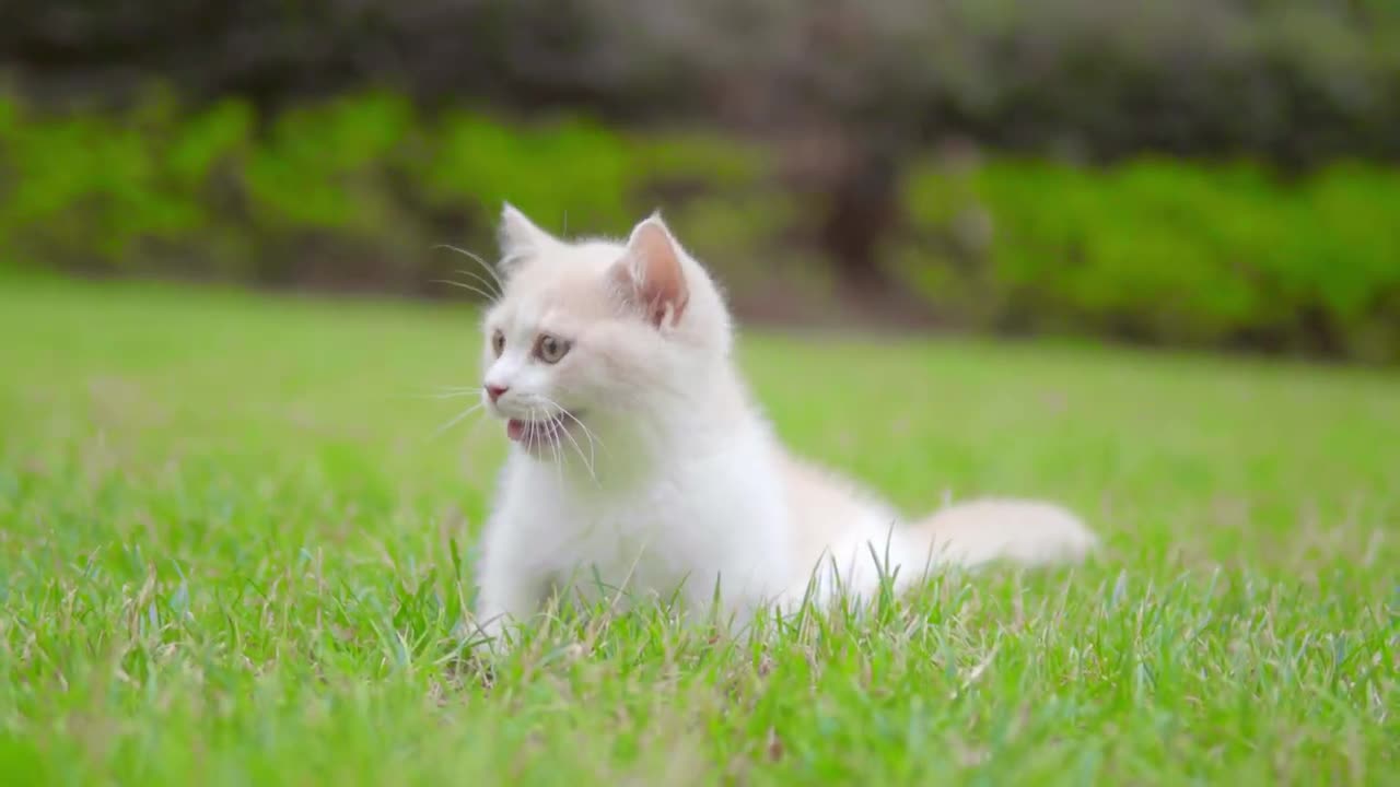 A Paralyzed Kitten.