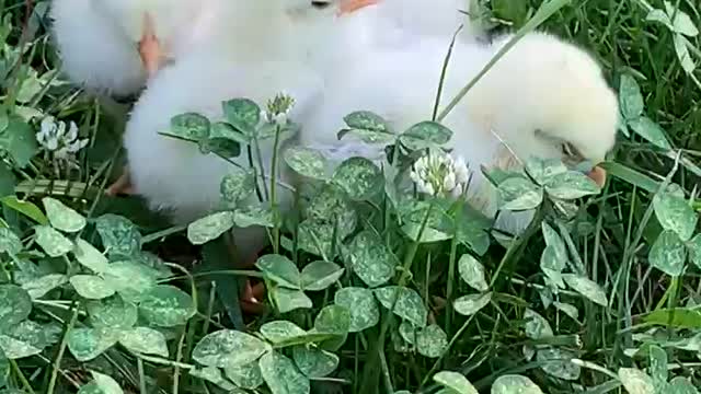 Baby Chicks Jamming in the Clover