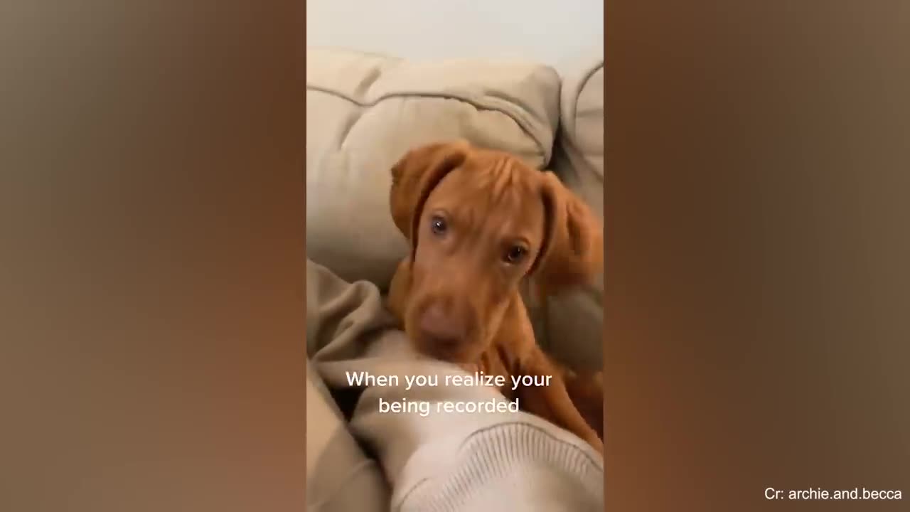 This DogS Deserves an Oscar Award