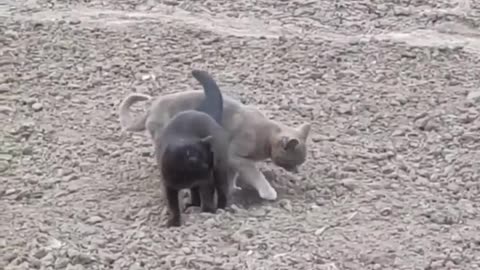 Funny Animals video Cat/Dog