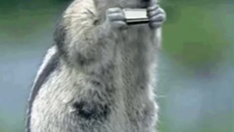 Cute Squirrel Gif 🐿️