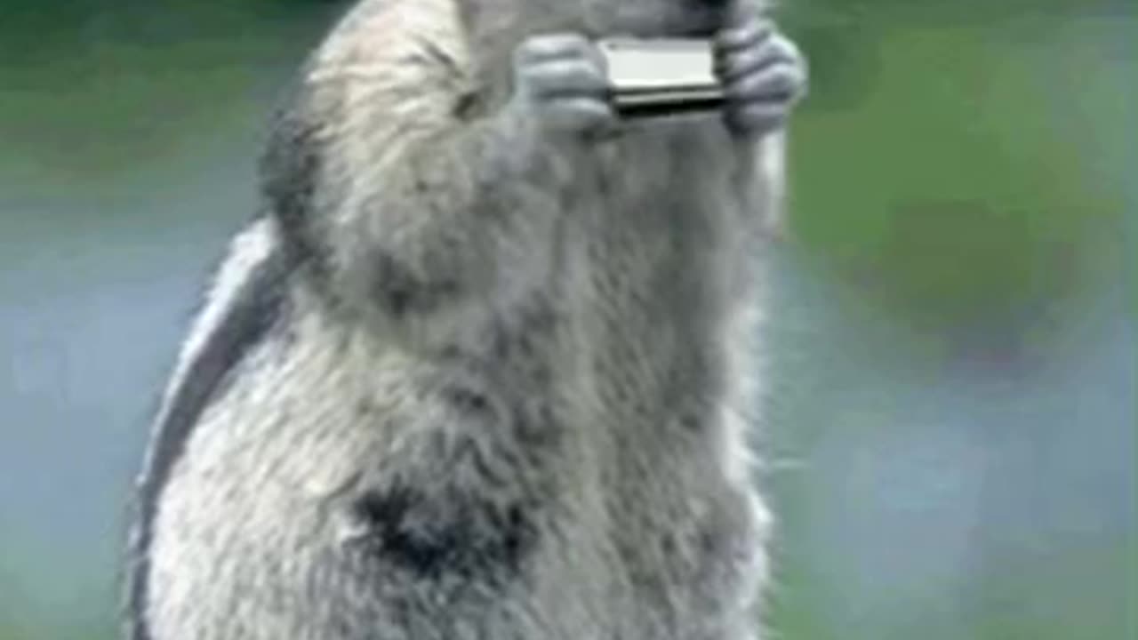 Cute Squirrel Gif 🐿️