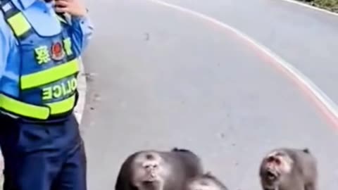 Wild monkeys upset with the police—bananas or jungle law drama? 🐒👮😂