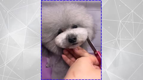 Child Dog Cute and funny hair cutting