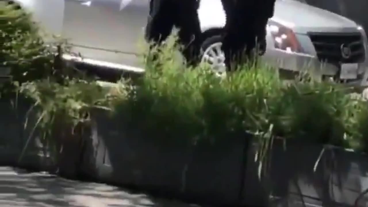 Flashing money & guns in public not his going to jail.