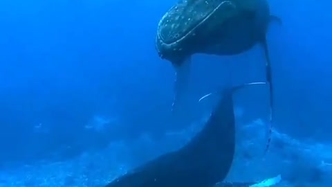 This is a beautiful and charming water-dwelling species