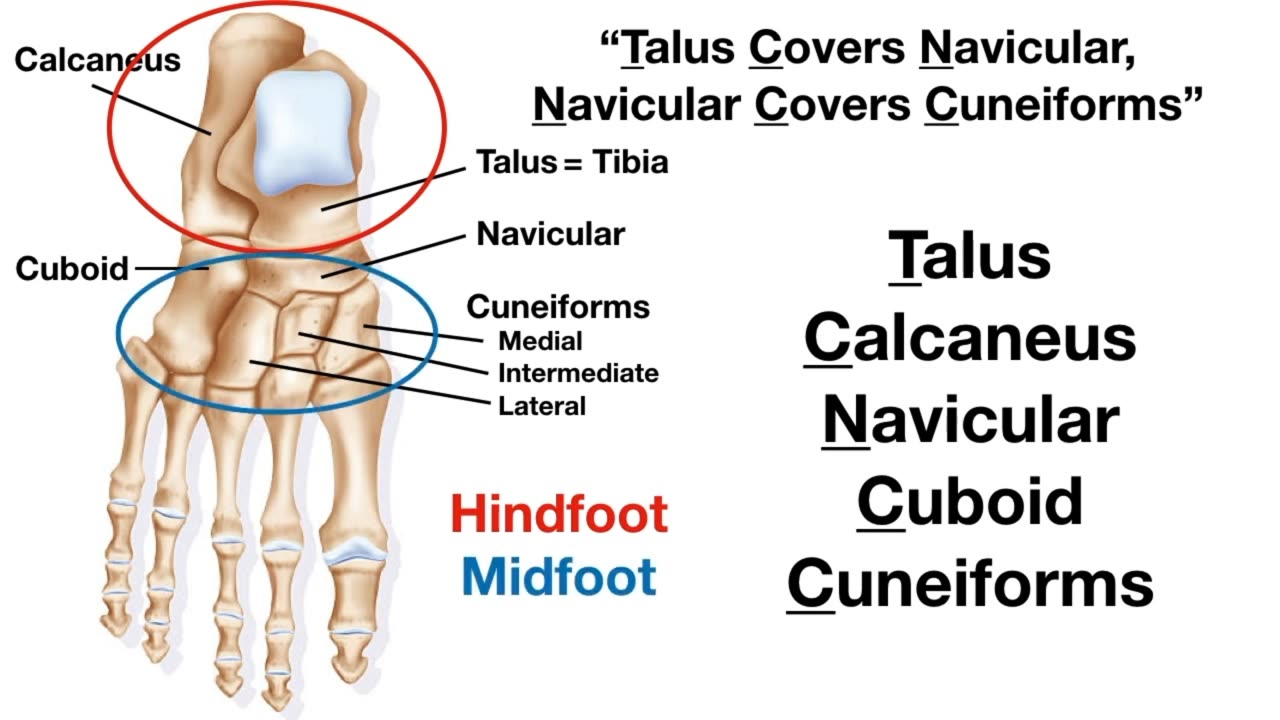 Foot & Ankle Bone Anatomy Mnemonic [Tarsal Bone Names]