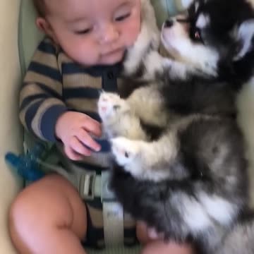 BABY AND HUSKYTOGETHER.