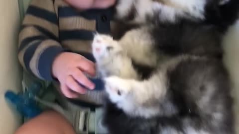 BABY AND HUSKYTOGETHER.