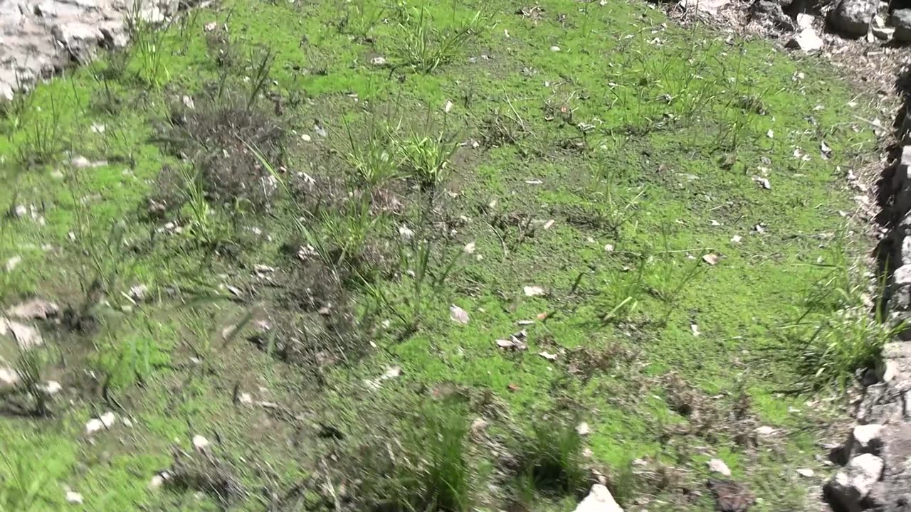 Бутринт. Раскопки. Часть 1