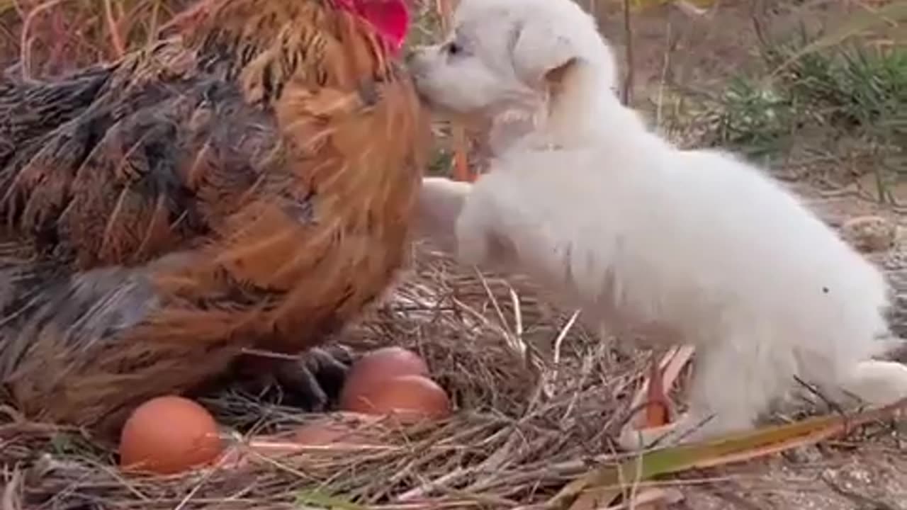 Hen vs puppy dog frendship