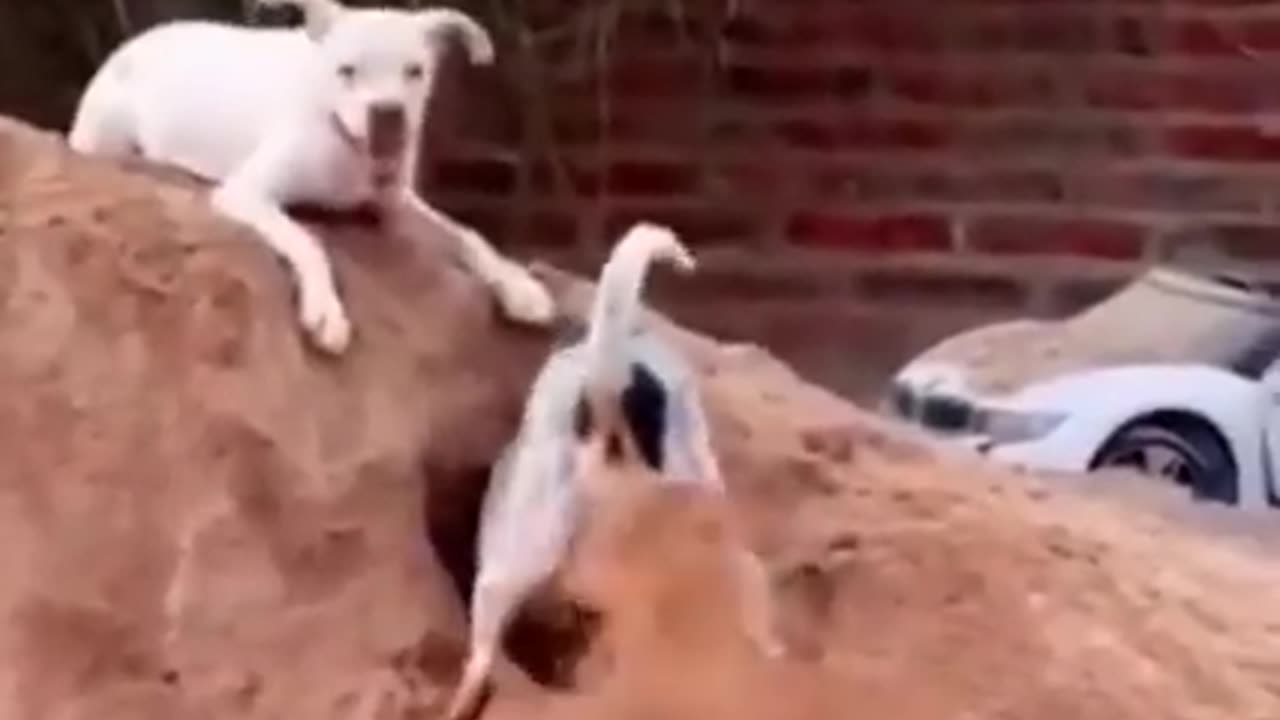 funny cat and dog videos.